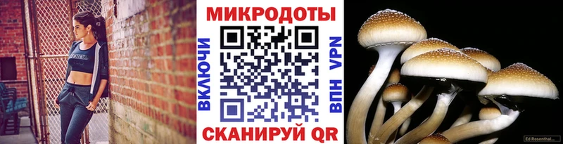 цена Харовск Псилоцибиновые грибы MAGIC MUSHROOMS